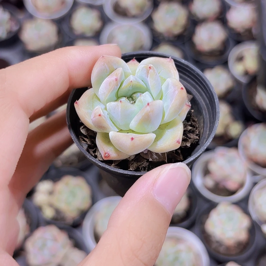 精品阿尔巴佳人多肉植物