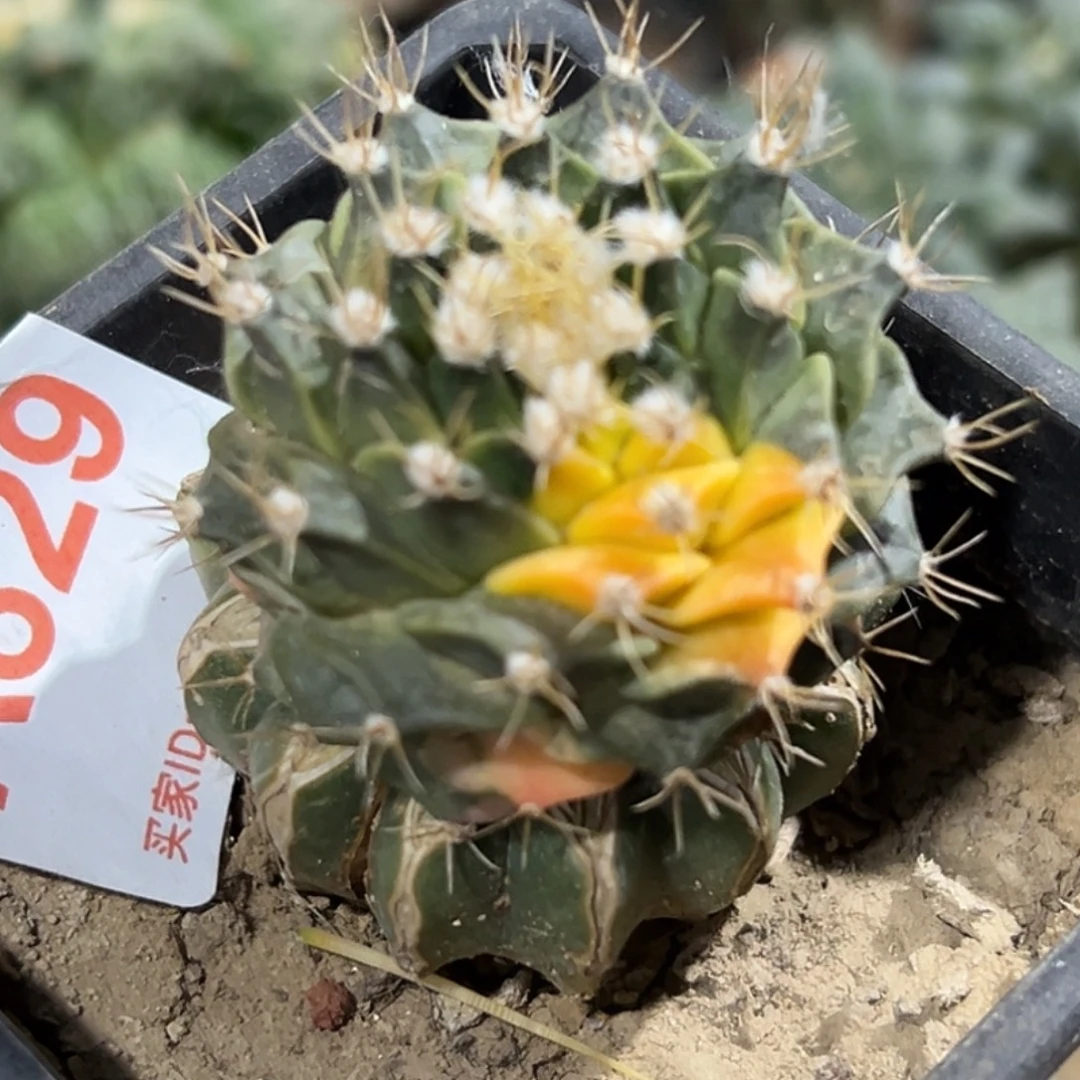 完全开放福利散班蒂冠锦829