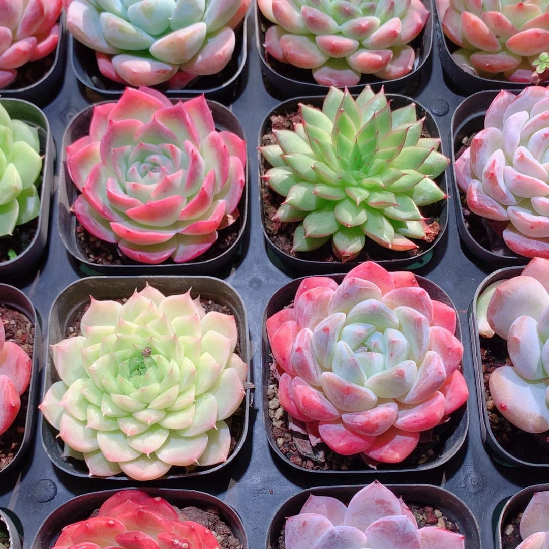 20-量拍品质保证多肉带盆16颗全单头