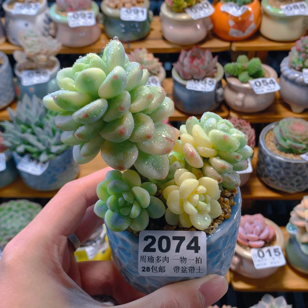 5厘米盆精控多肉2074