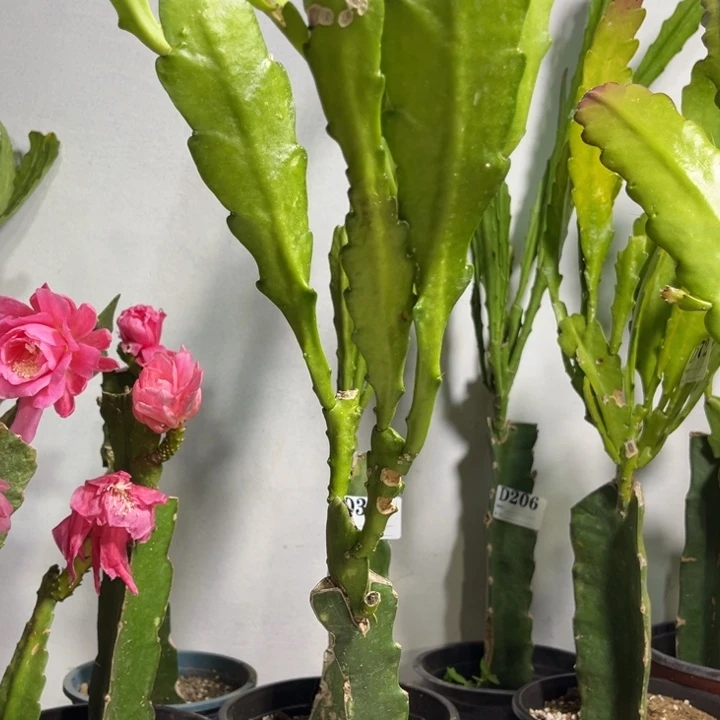 当前无花栽培后可以开花316