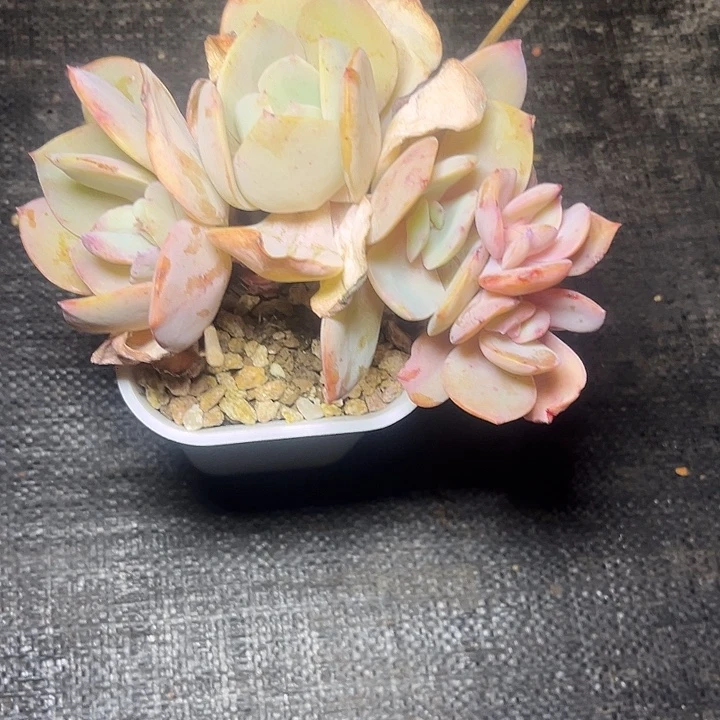 林****多肉植物白凤缀化