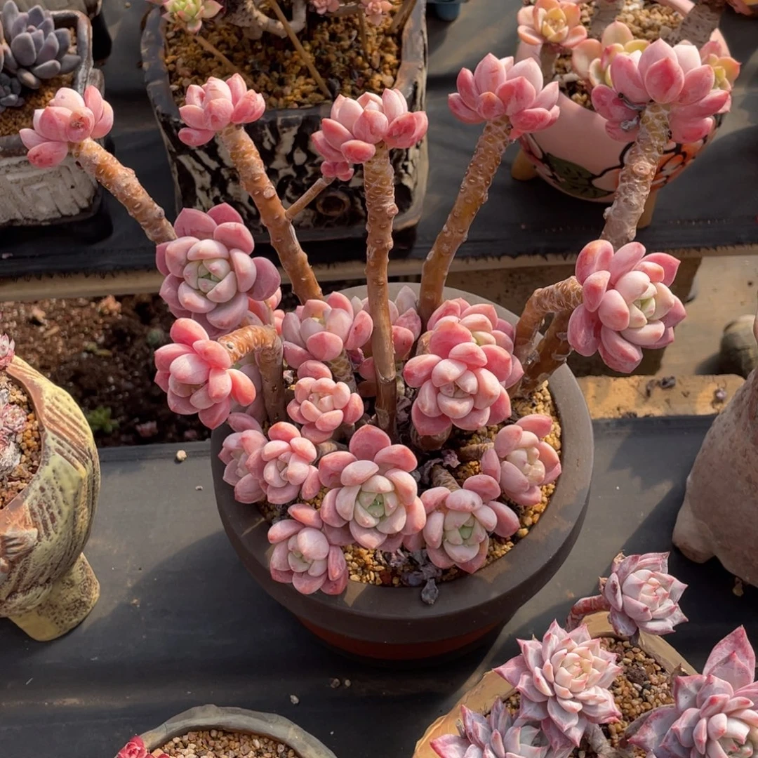 粉色老桩高桩群生