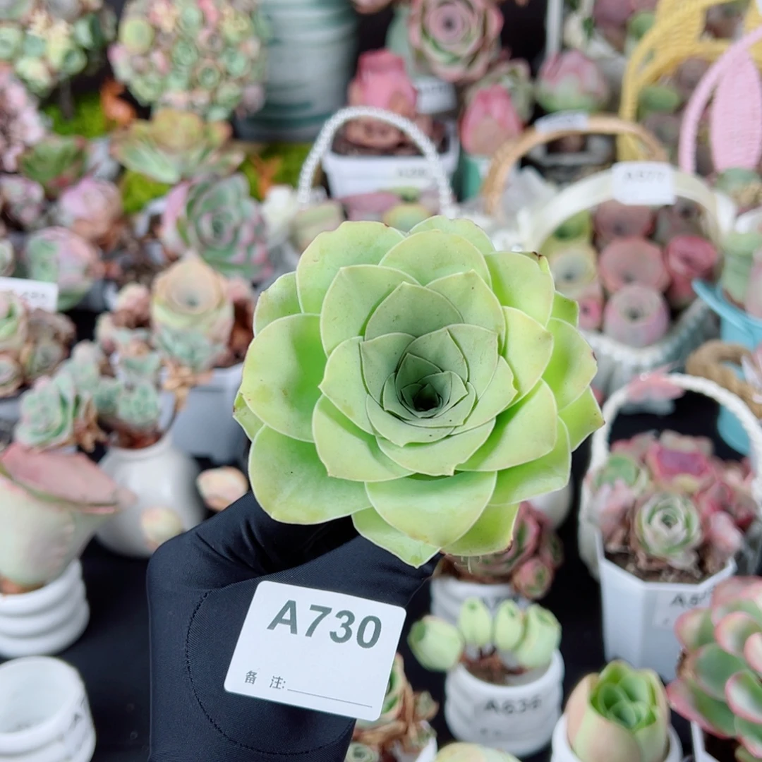 730清荷老桩。  一物一拍