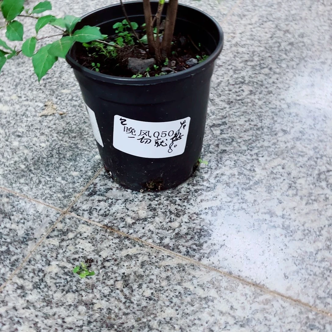 无花朵晚    0504