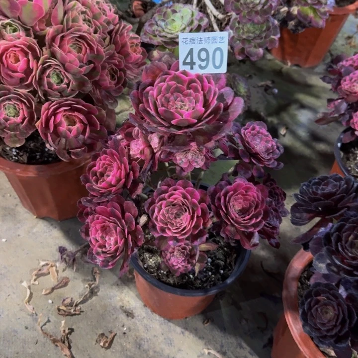 红彤超白4900000000