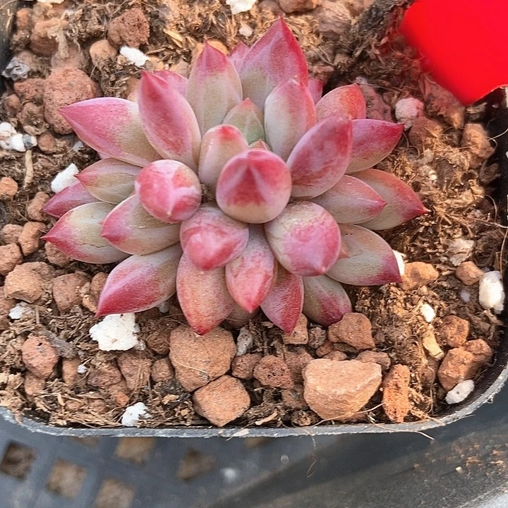 多肉植物美人983