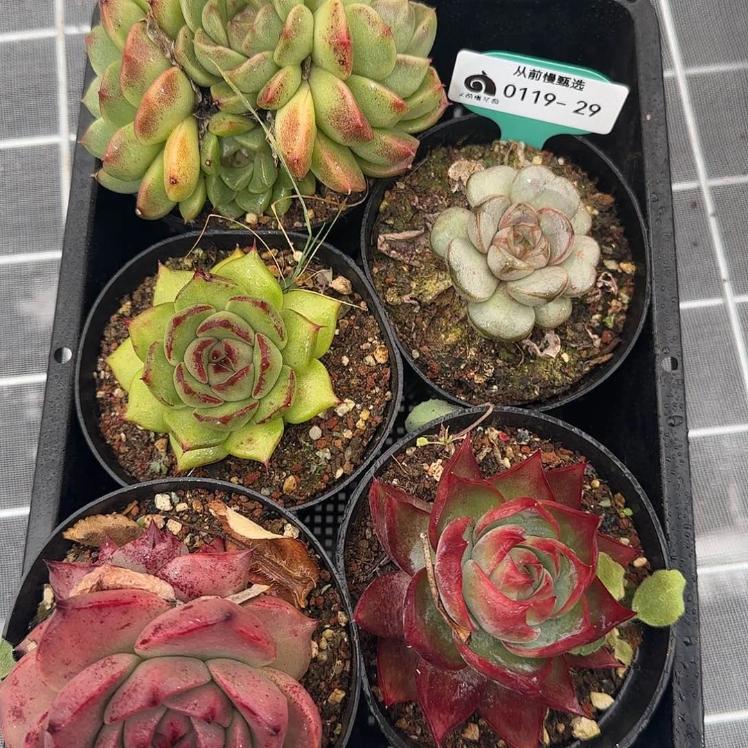 从前慢甄选多肉0119-29