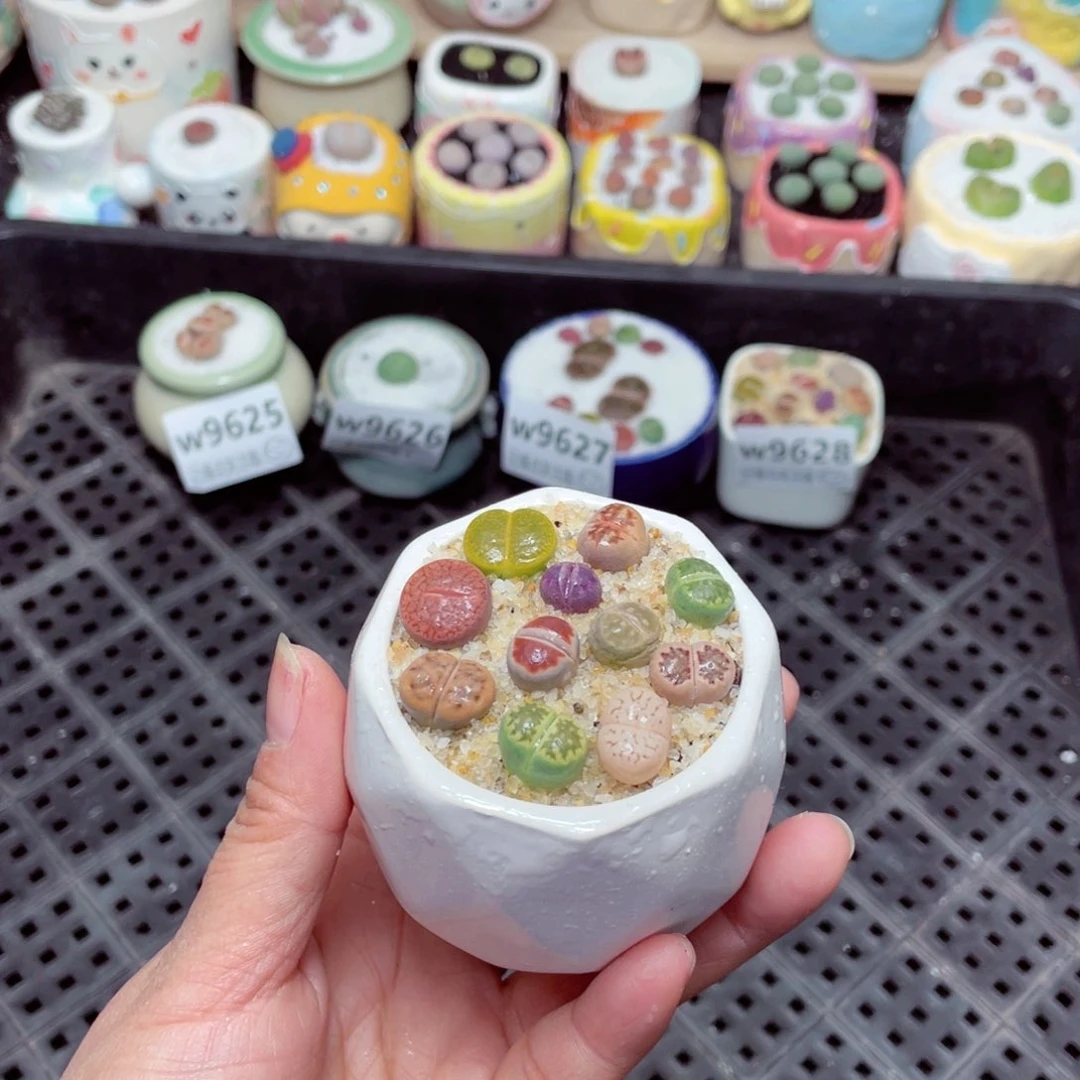 w9629 -零下地区拍保温箱-15支持寄养