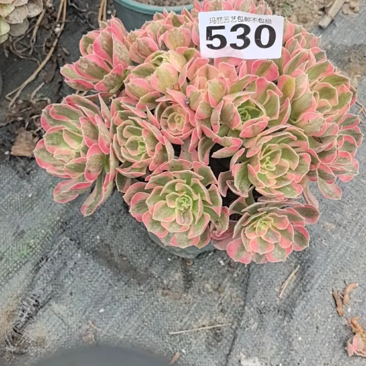 530男神花花花外卖