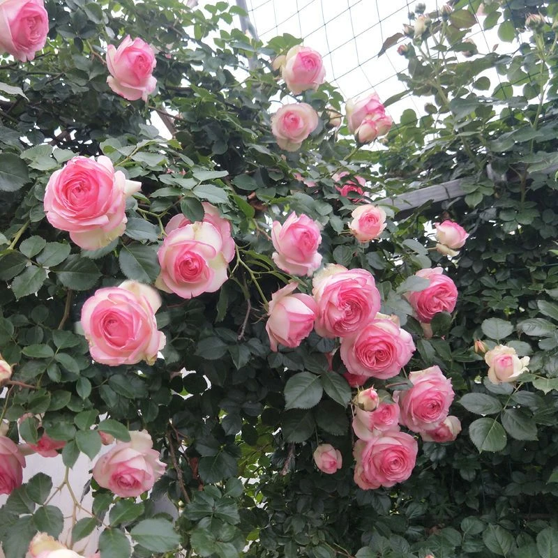 粉色龙沙宝石月季花苗藤本爬藤蔷薇花苗庭院植物粉龙盆栽月季花苗
