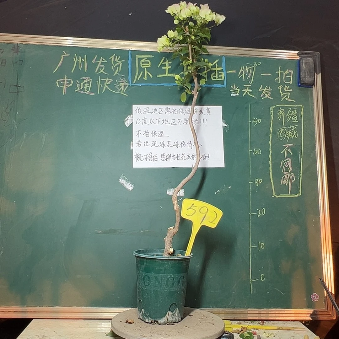 完全开放高88CM 绿樱 原生小树头592