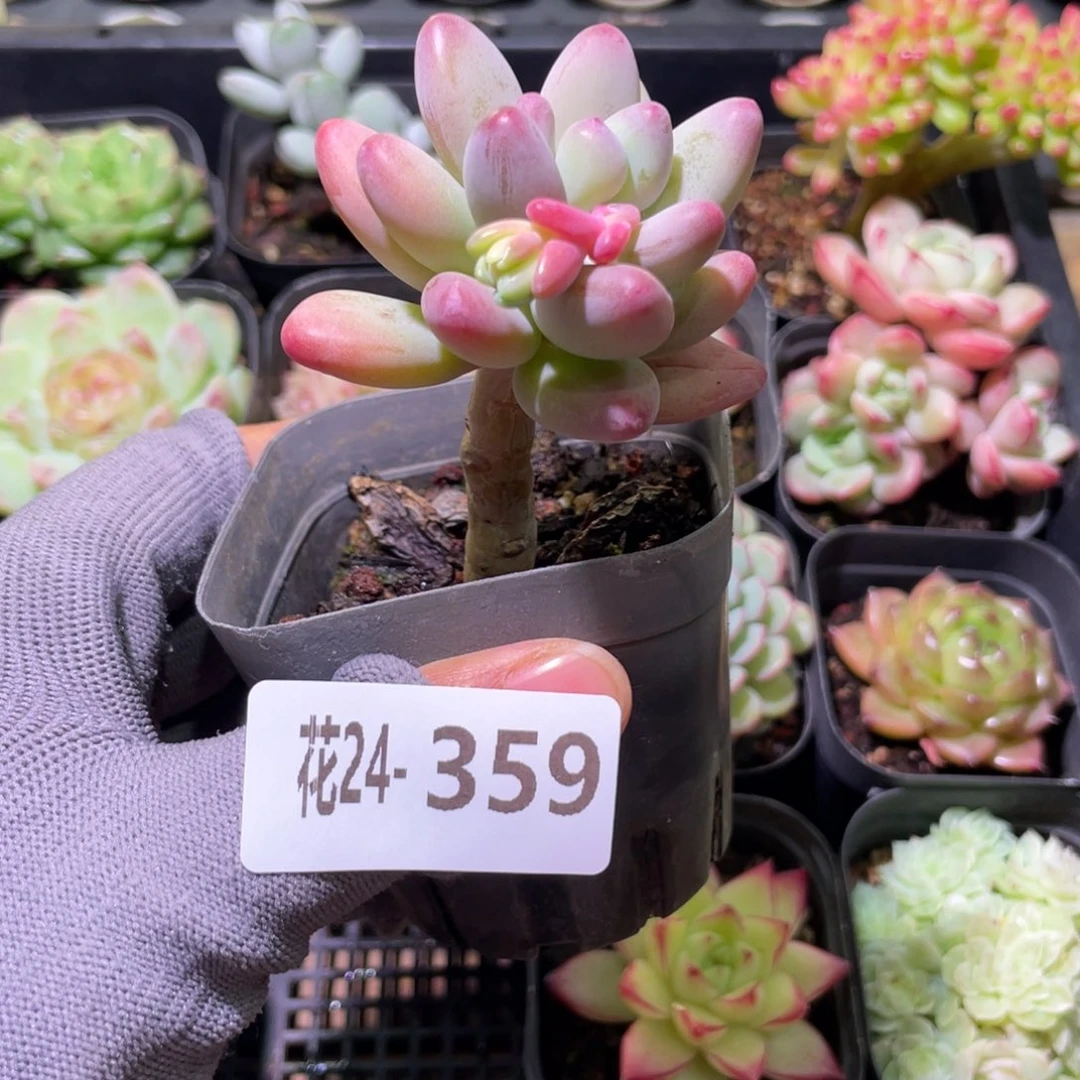 花利美24-359苹果奶