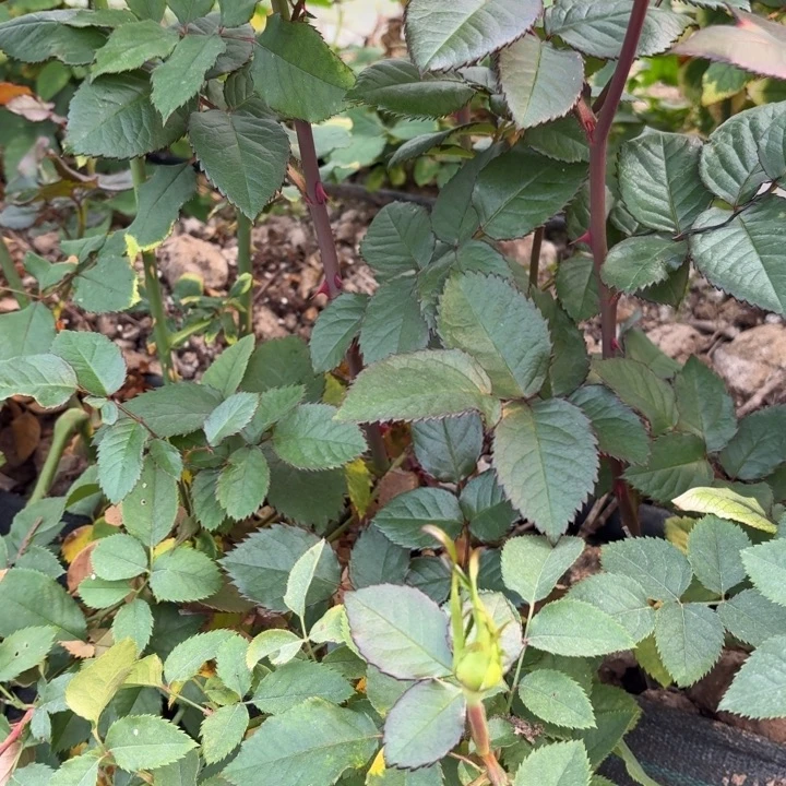 无花朵波斯米亚小苗