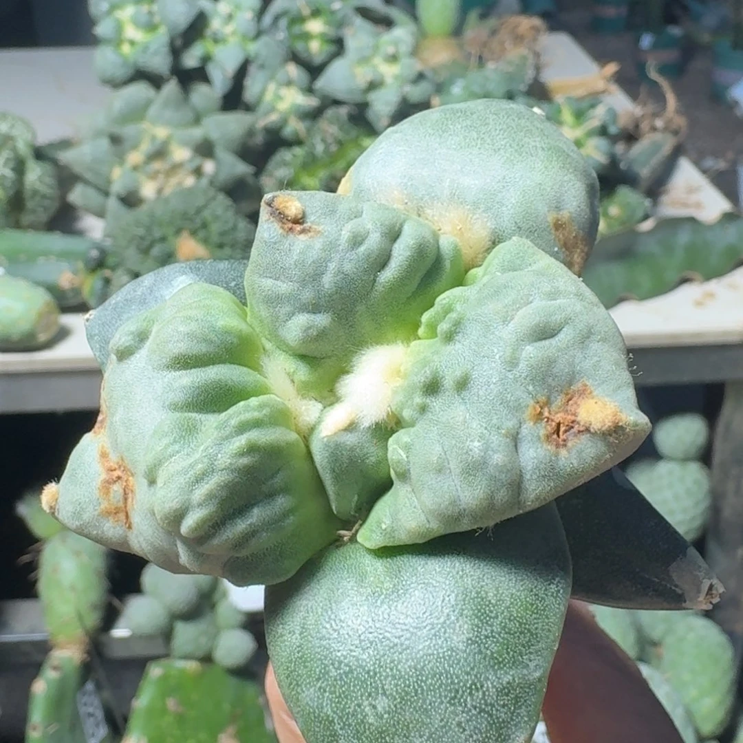 【闪购商品】无花朵牛*大尤怒涛233