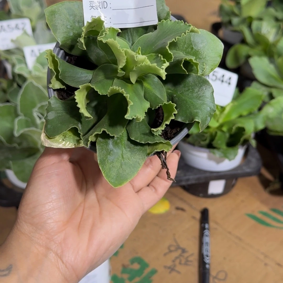 一物一拍  耳叶A547