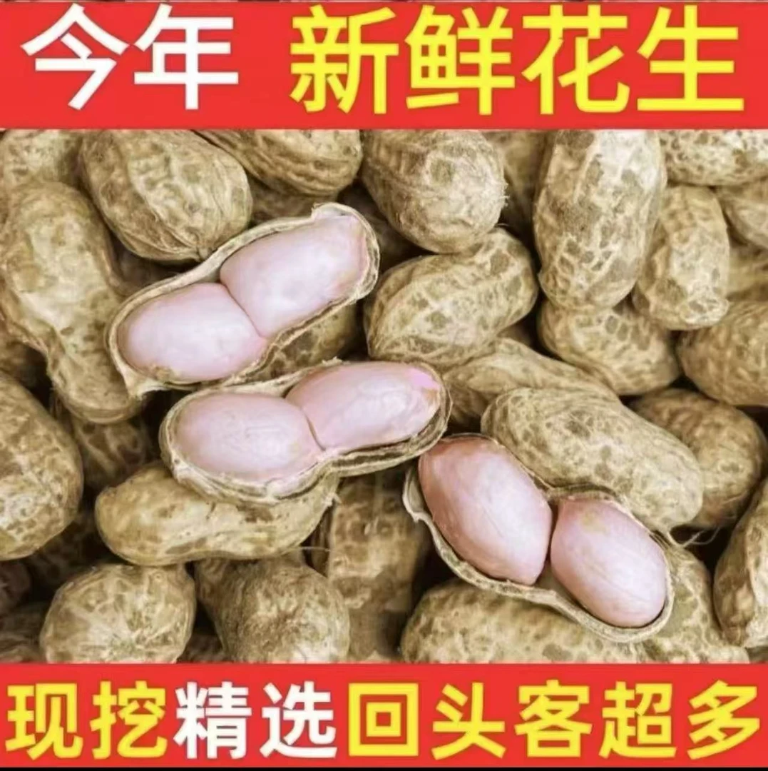 2025当季新鲜湿花生带泥可水煮可生吃山东菏泽粉皮花生现挖现卖