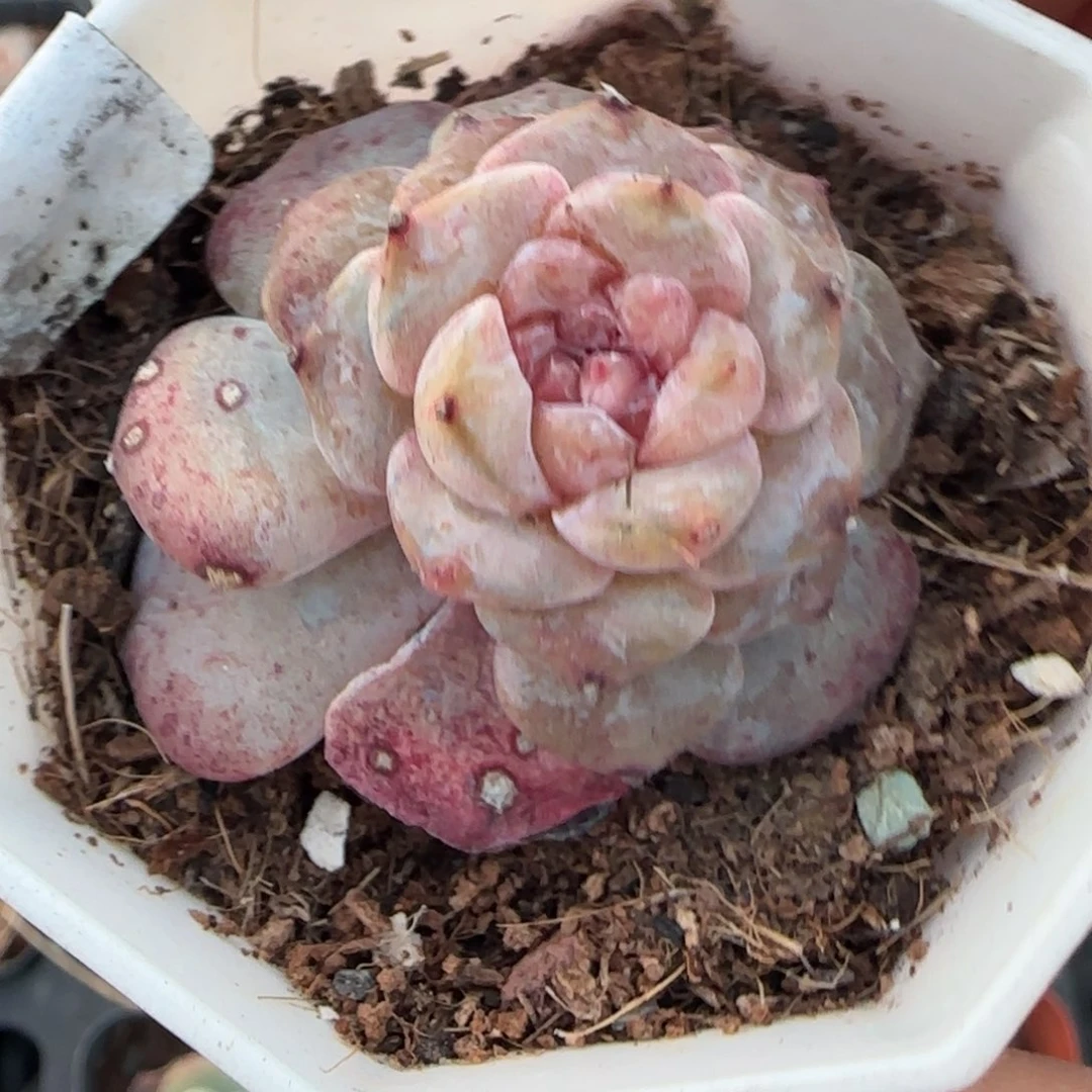 多肉小卡拉米糖心一物一拍