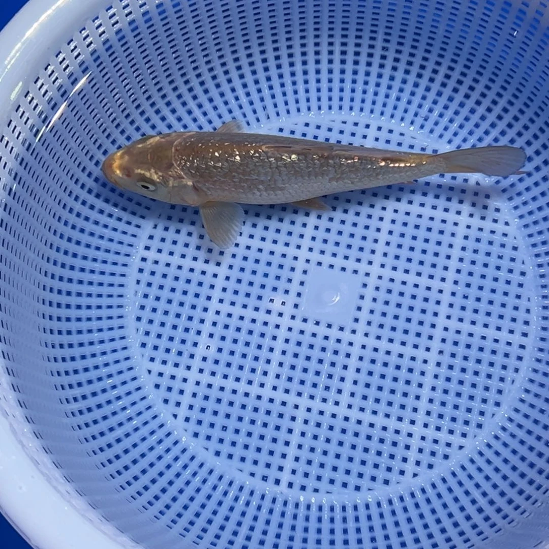 锦鲤锦鲤观赏鱼1111