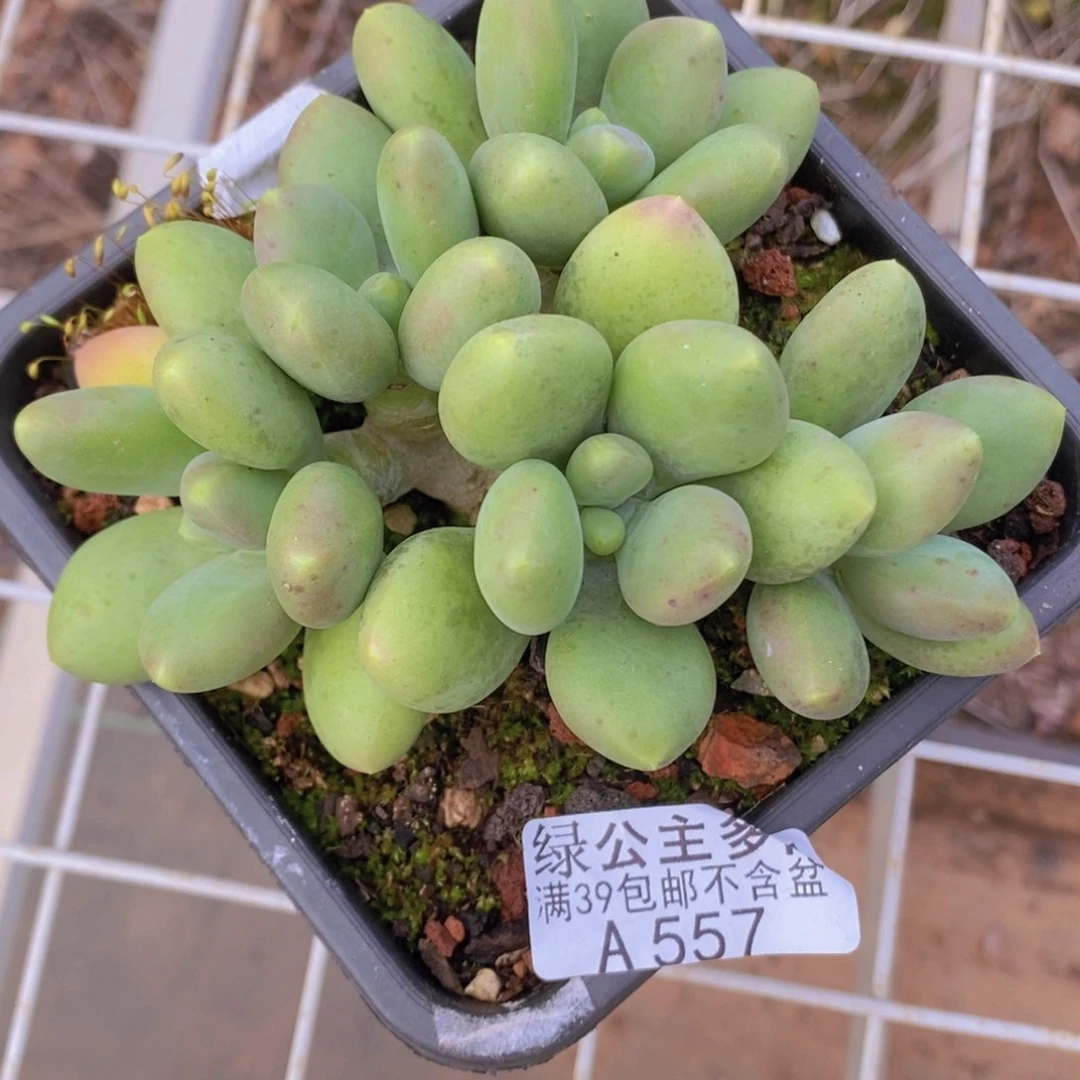 芒果奶12cm557多肉植物