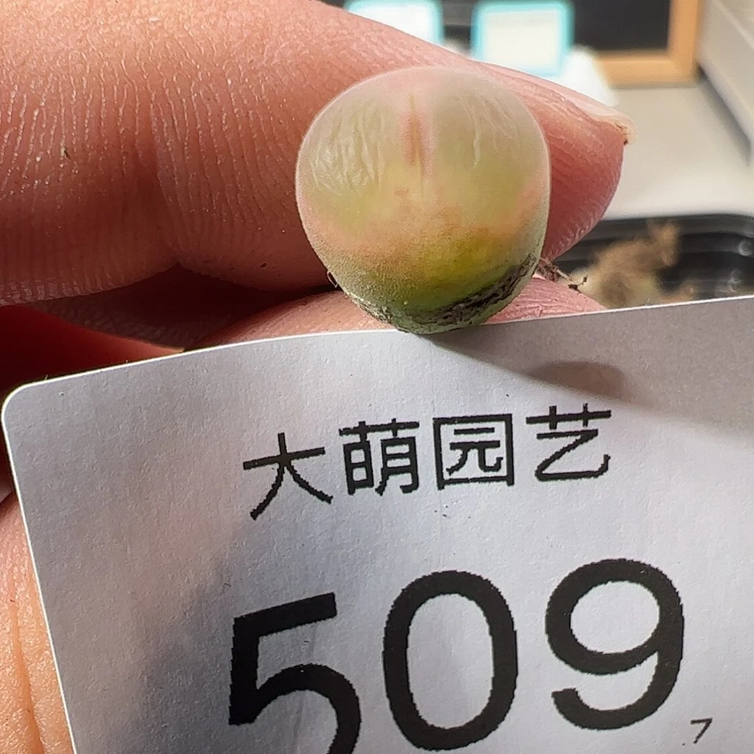 0000509 一物一拍……
