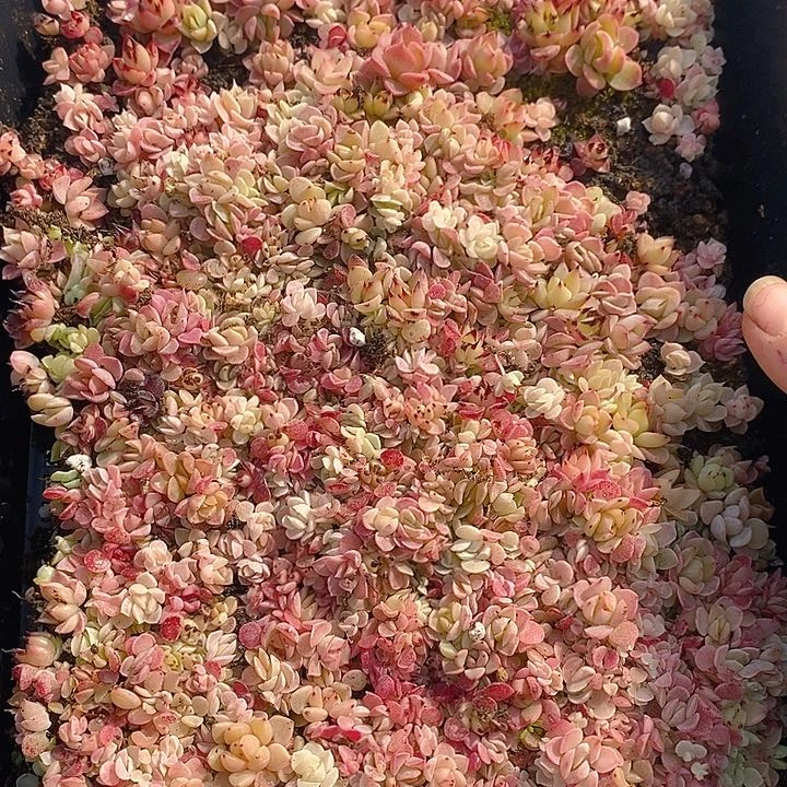 73 多肉植物盆栽花卉植物