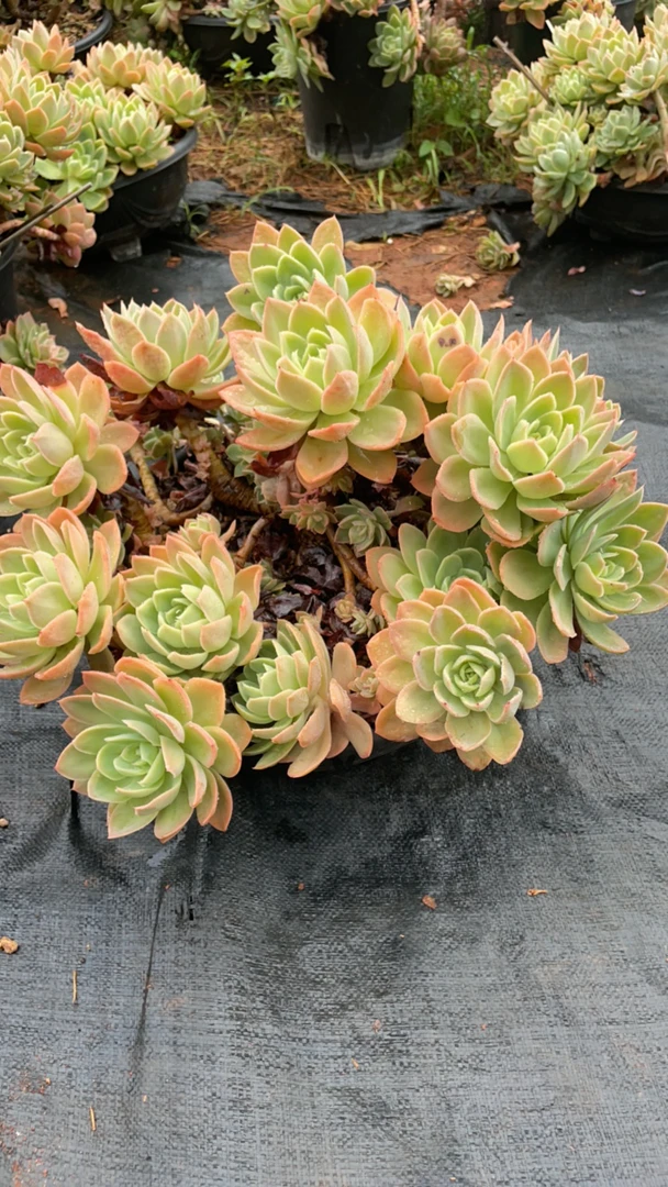丝绸面纱波妞精品多肉植物大号