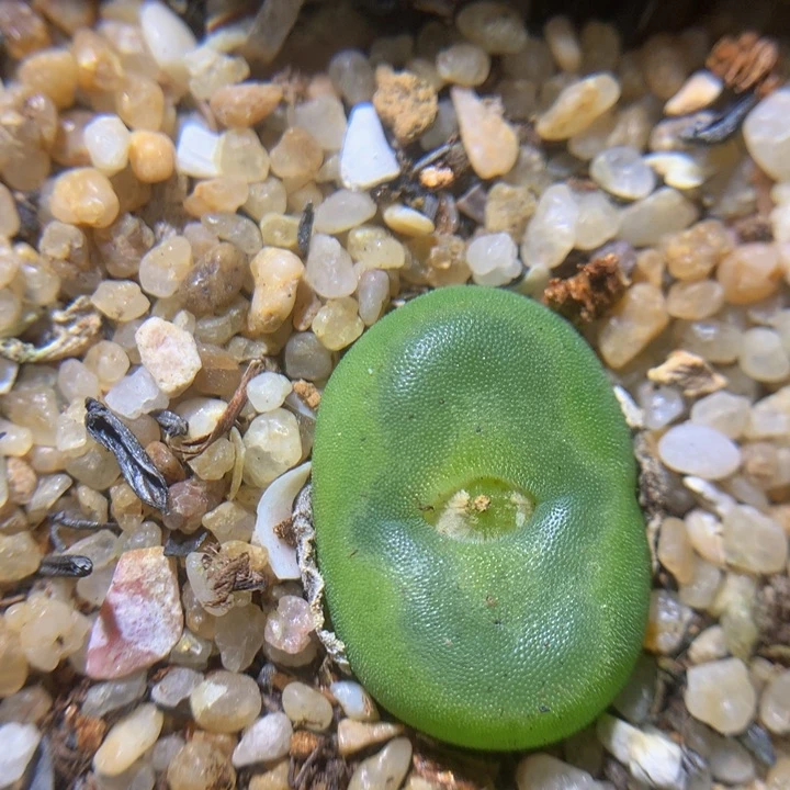 精品生石花213.200