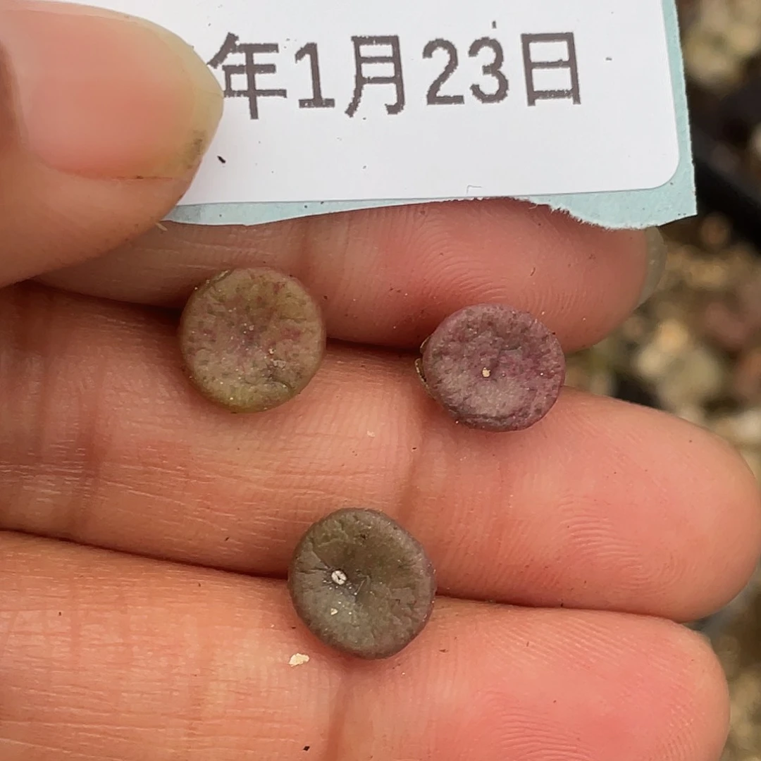 23-91肉锥多肉植物