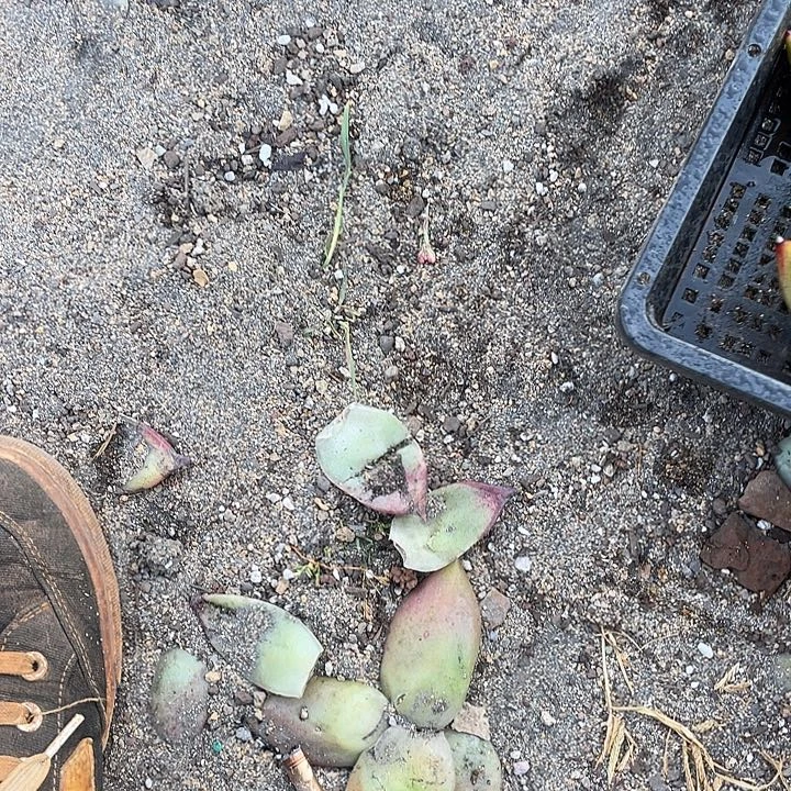 聆***风若如东云组拍保温箱