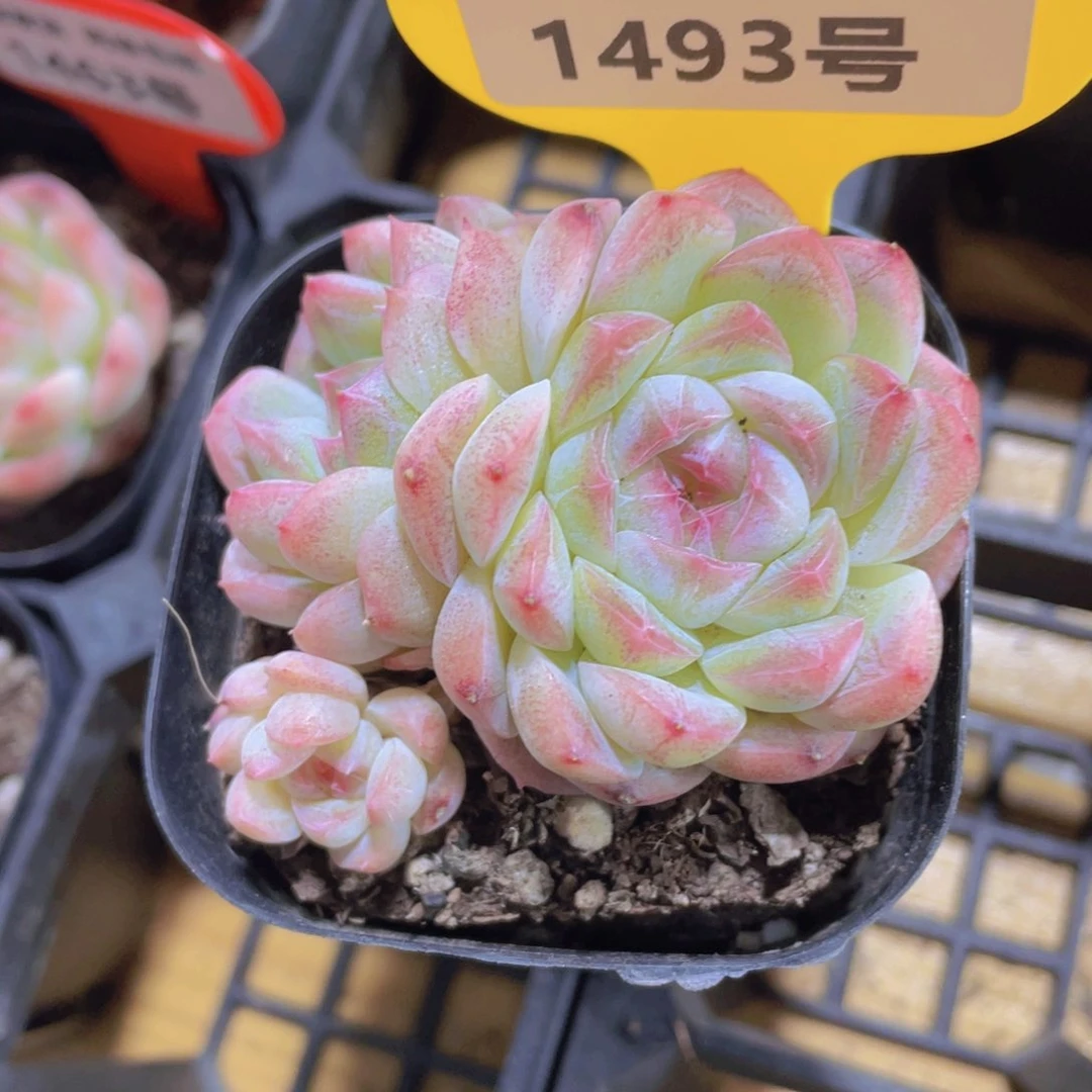 1493号 糖心白桃汽水多头