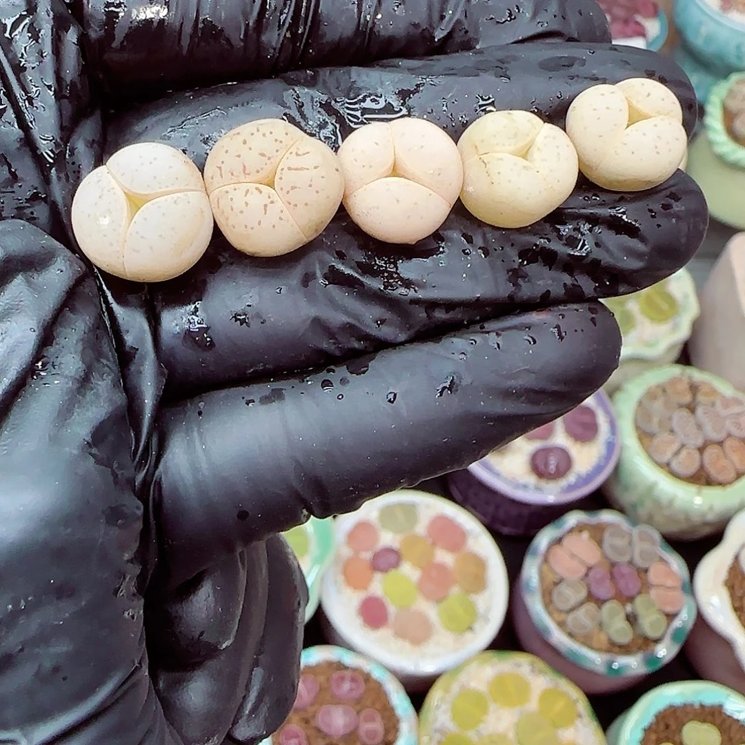 生石花满18包邮1226-51