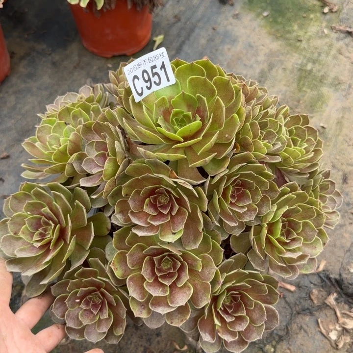 黑魔……多肉植物……