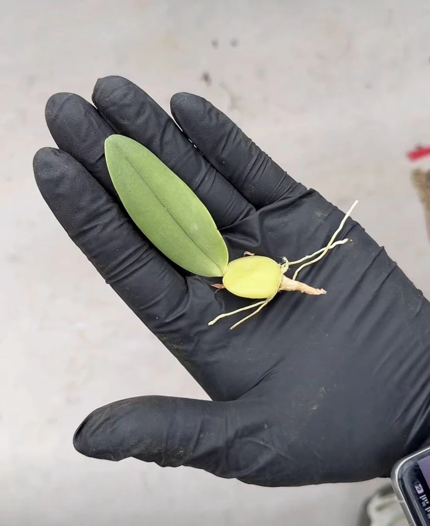毛毛虫 石豆兰 分株裸根苗 鲜花绿植