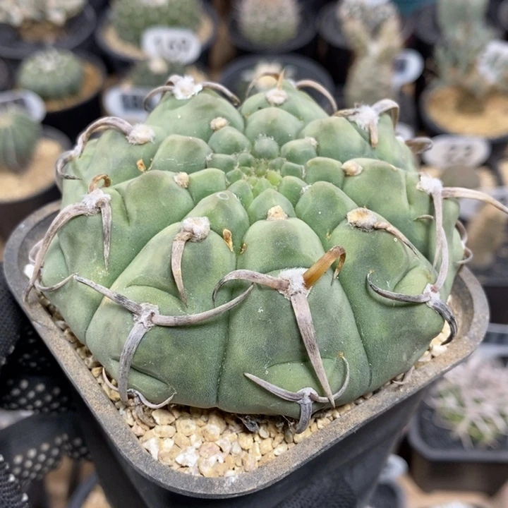 实生三本刺327号9cm