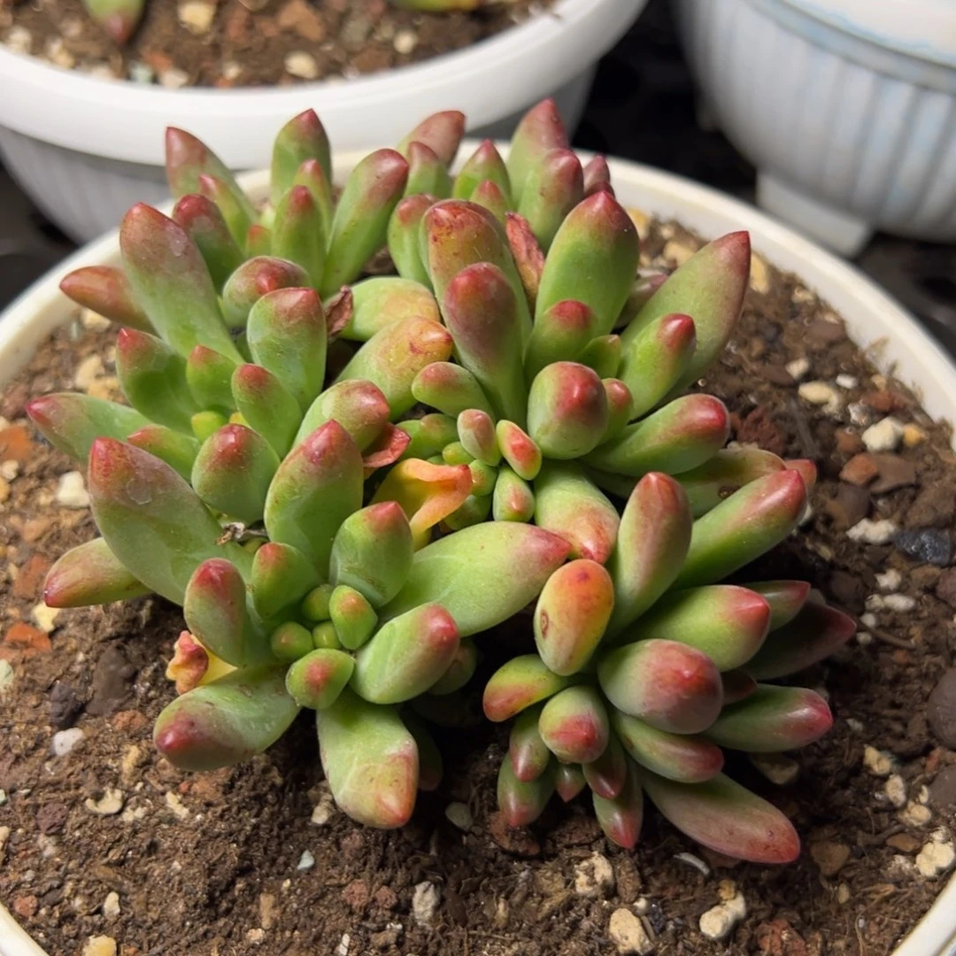 爱****@冰塞多肉植物42.8