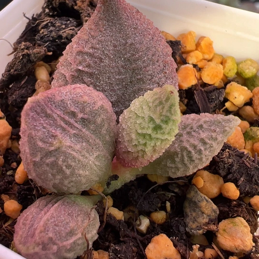 粉色桃子实生新品大苗多肉植物