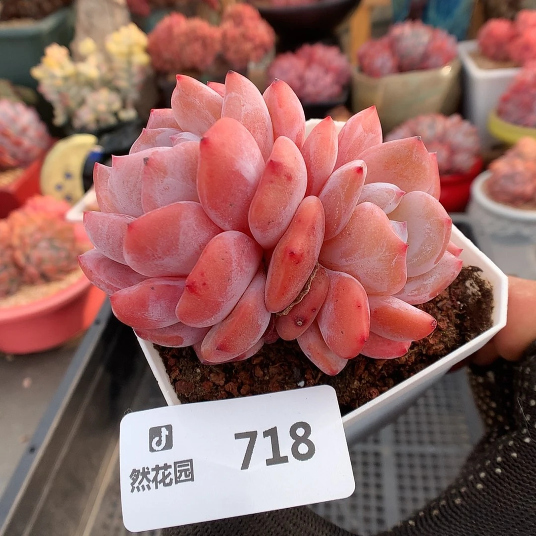 718荭石星影多肉植物6663
