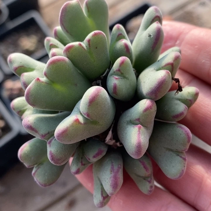 1613沙文利亚一群