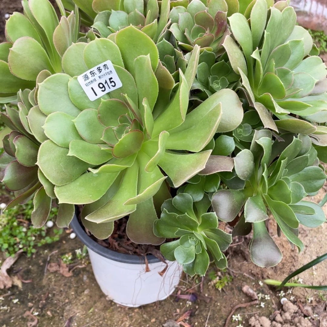 915柠檬多肉法师断枝不包