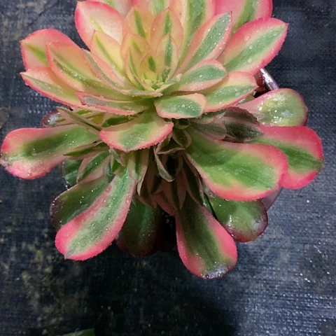 香妃651脱土发货