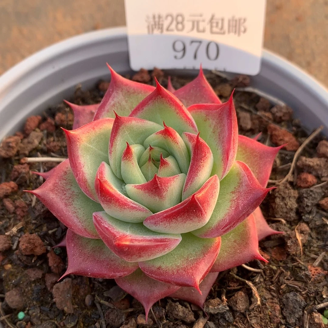 【闪购商品】云970号