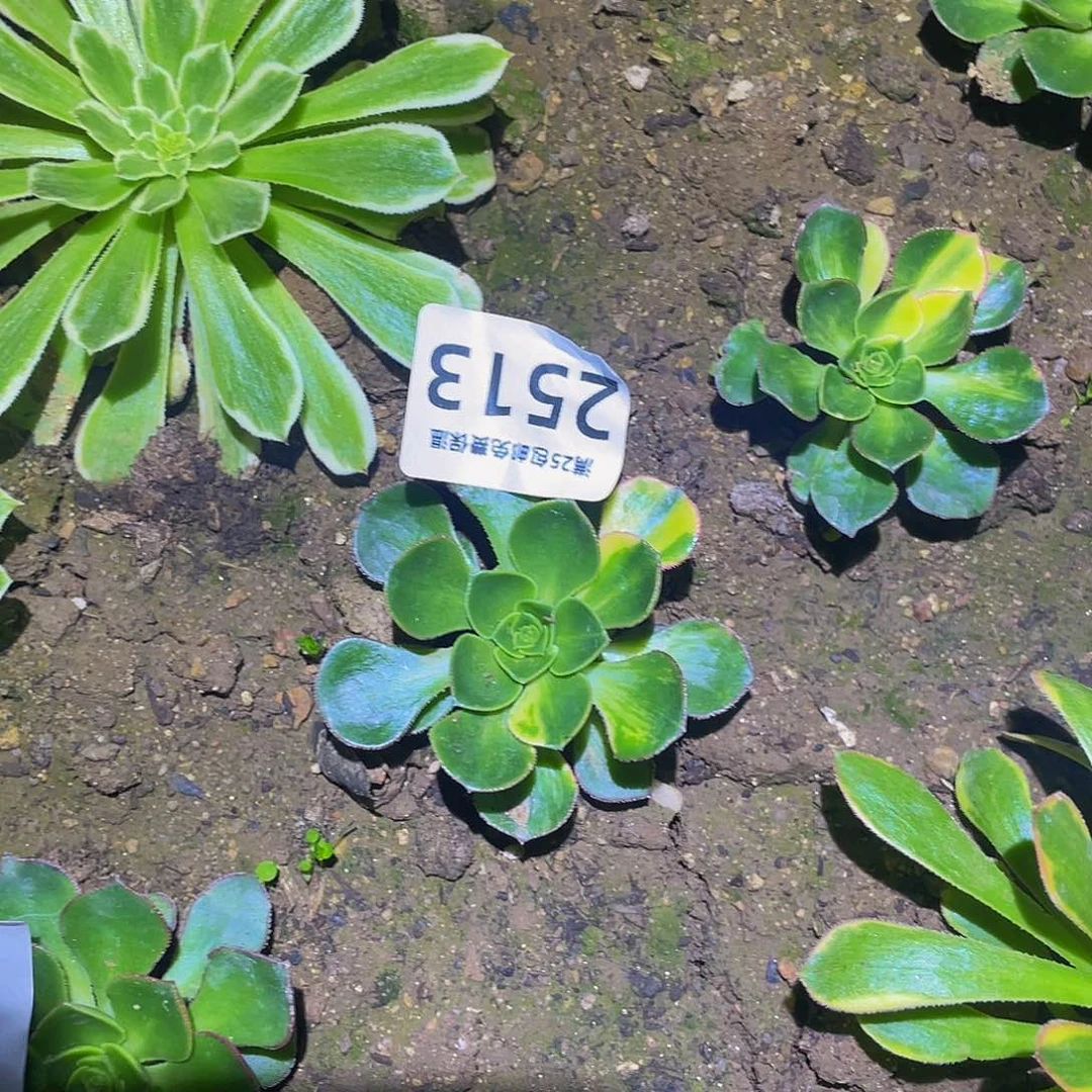 小****?2531彩蝶多肉植物