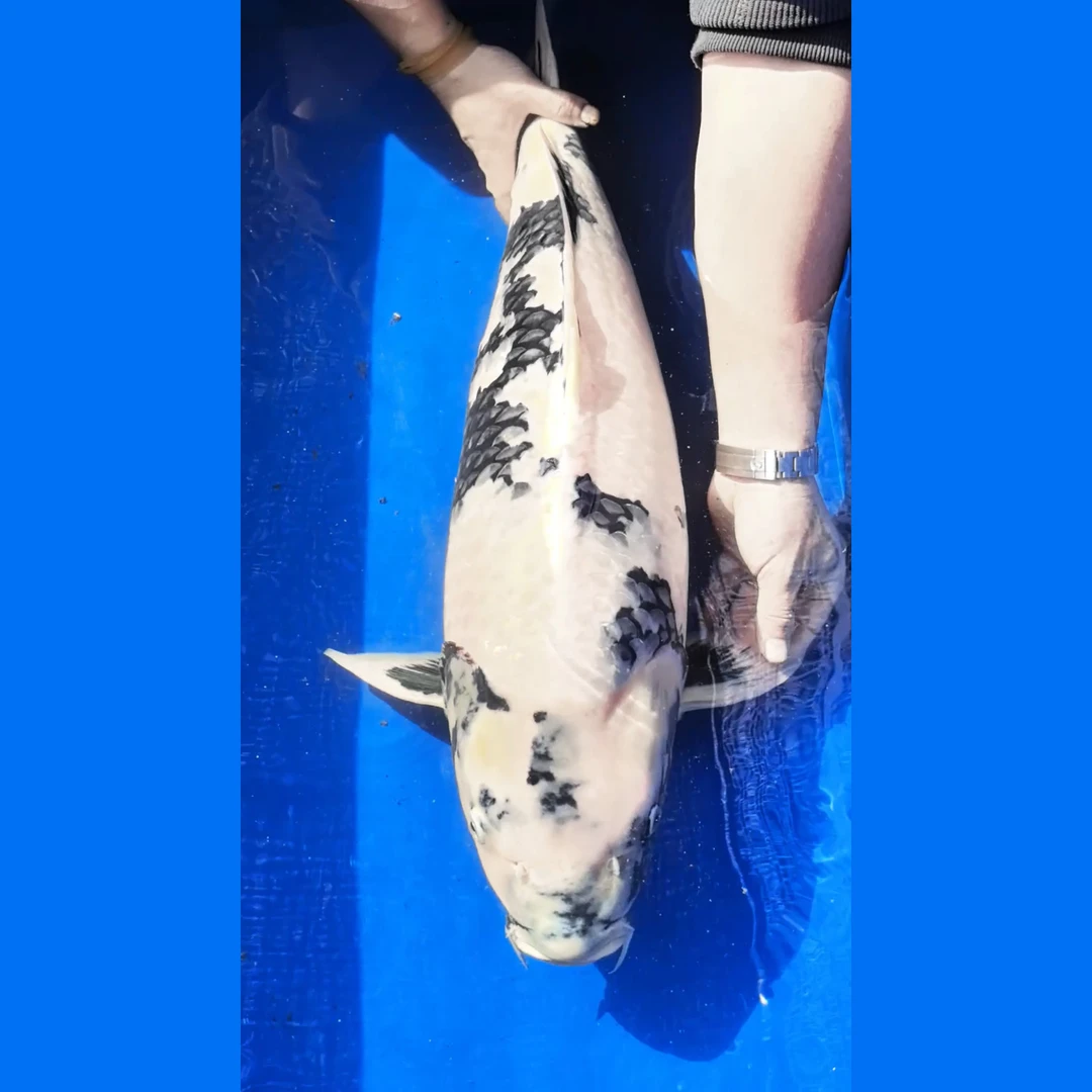 82cm日本面迫鱼场进口赛级白写锦鲤纯种锦鲤淡水活鱼观赏鱼