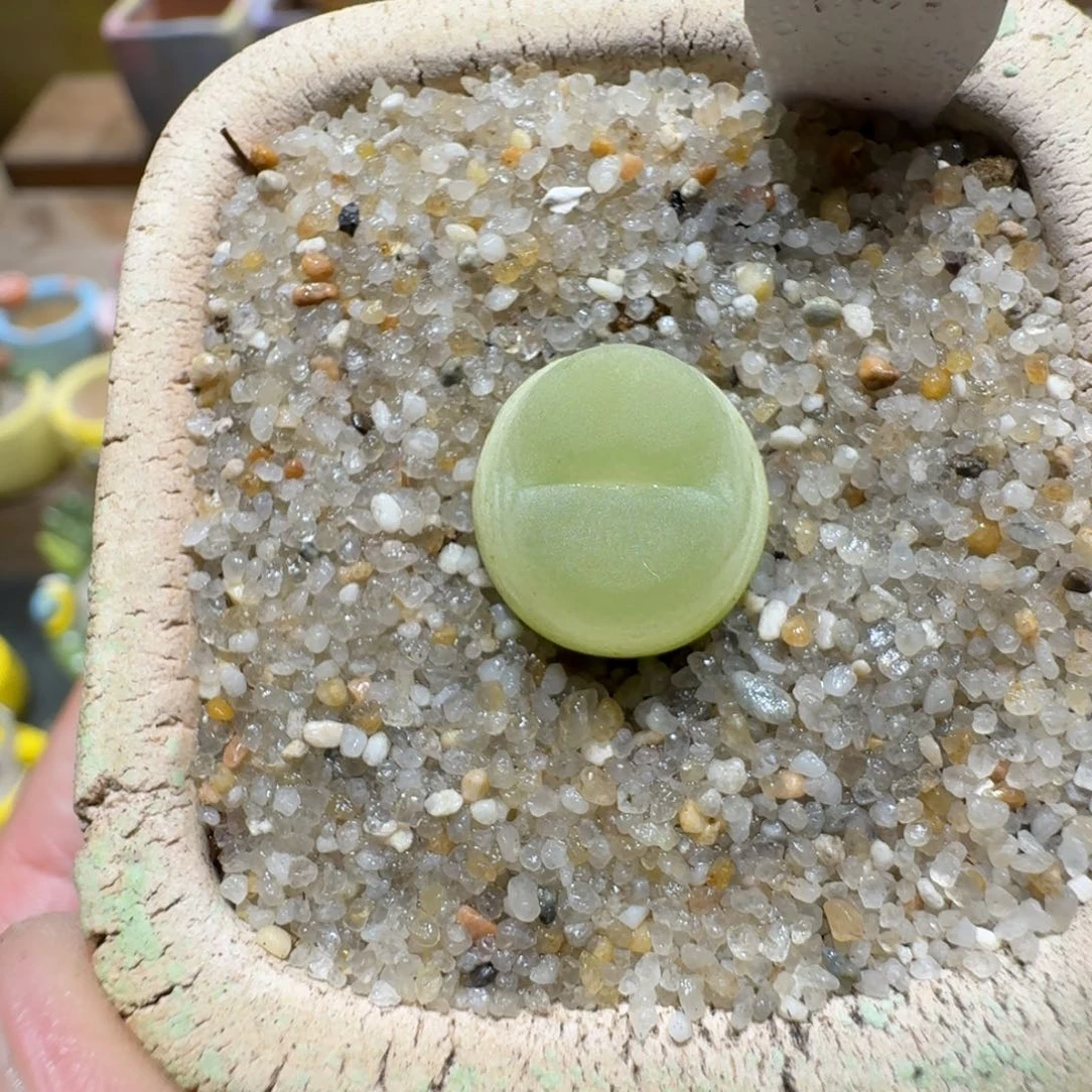 蘑菇1186拉登多肉植物