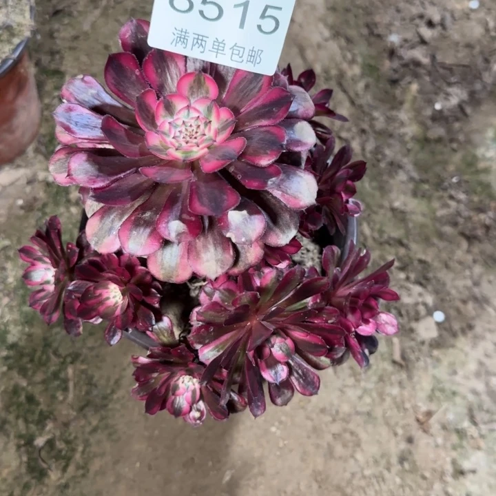 8515红铜多肉植物