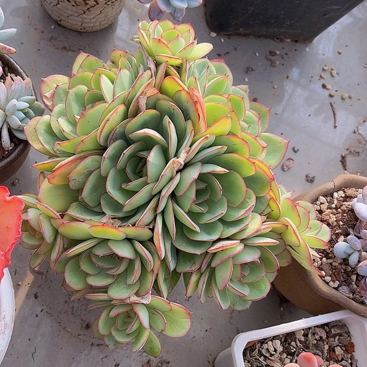 牡丹亭25137多肉植物