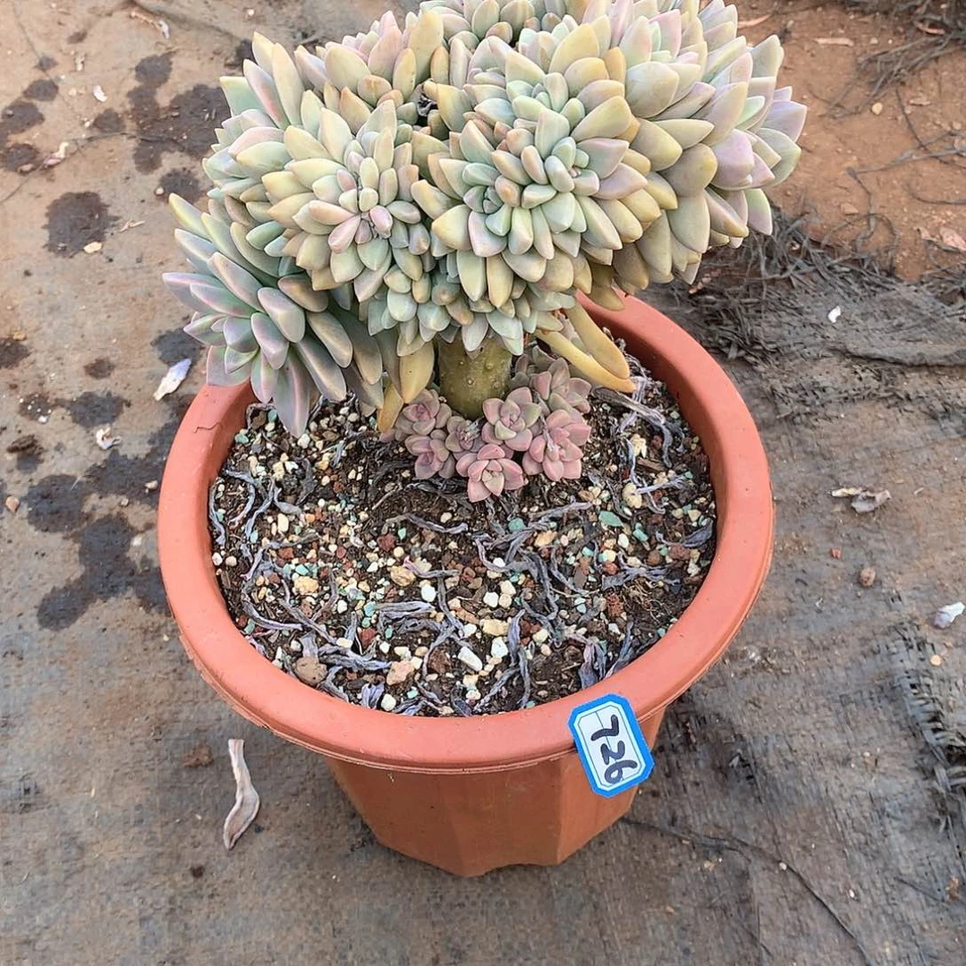 726淡雪缀 一物一拍多肉