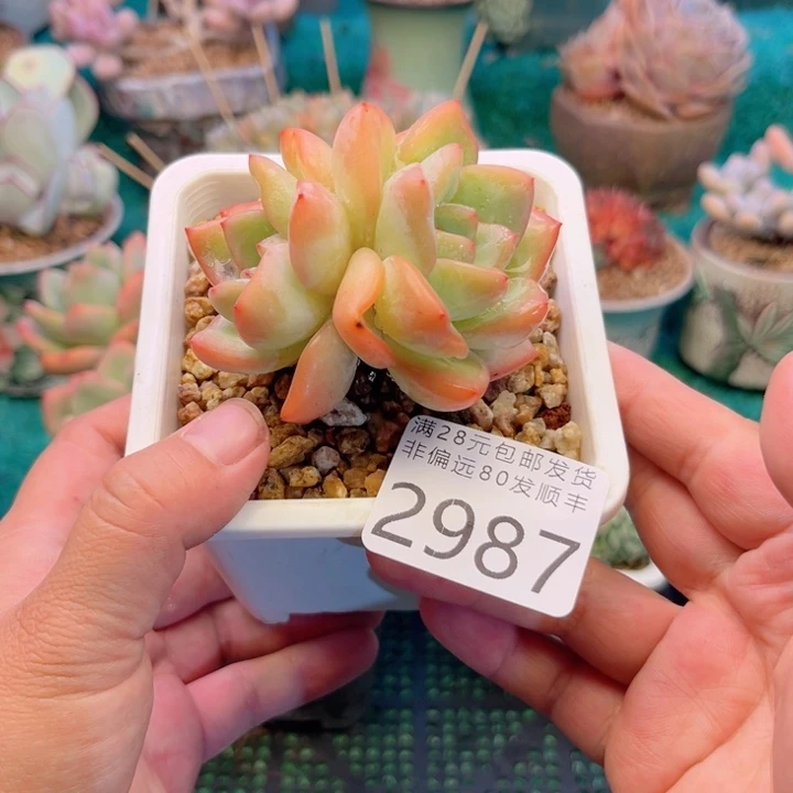 大2987（hdgxgxggghh