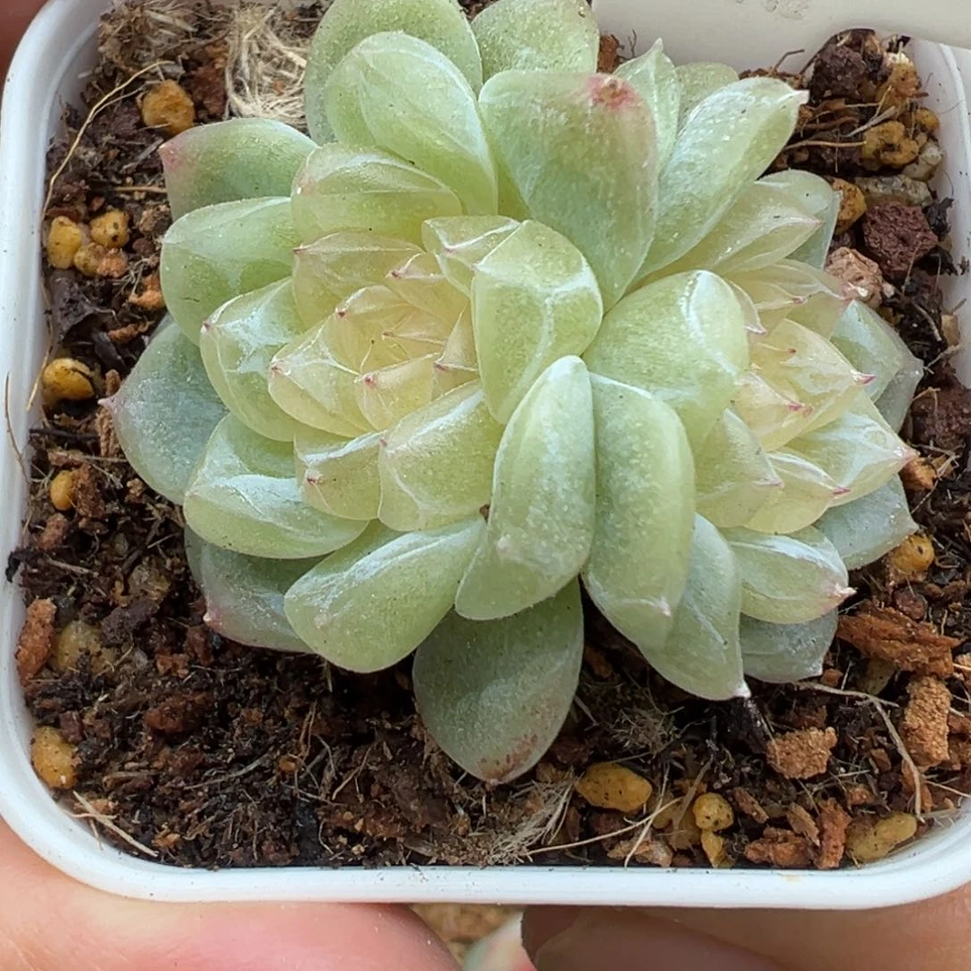 656号泼天富贵双头